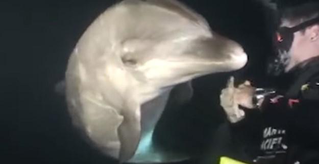 Delfin doplivao do ronioca i zamolio ga za pomoæ