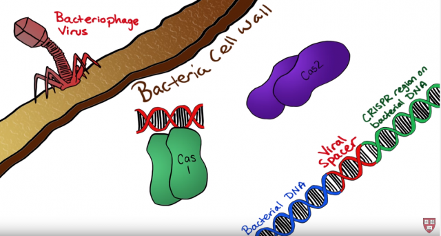 Neverovatan uspeh: Naučnici sačuvali video u DNK bakterije