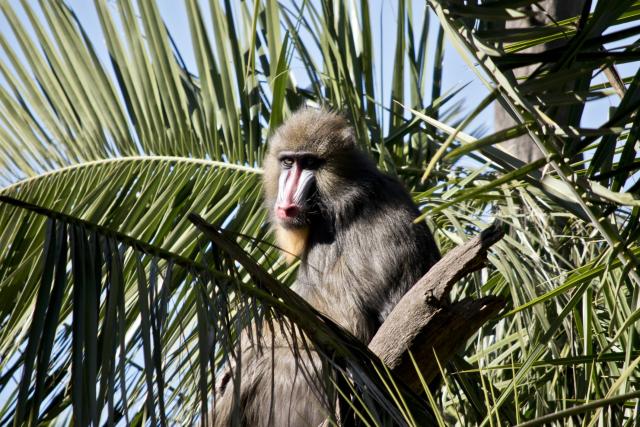 Majmun ostavio bez struje 50.000 ljudi