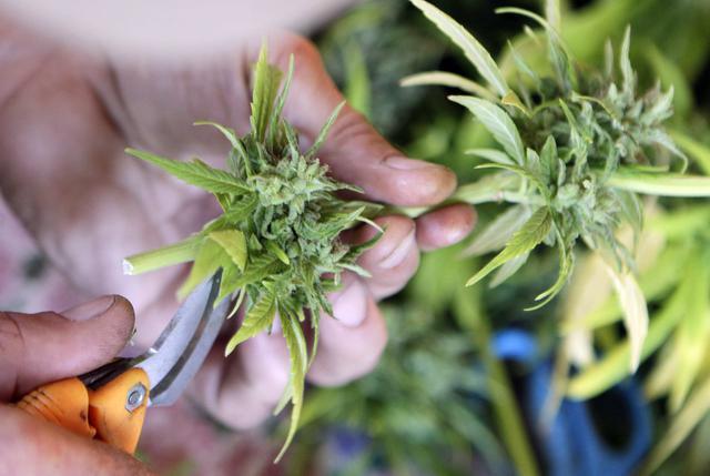 Serbian citizens involved in "high-end cannabis farming"