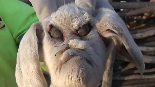 U Argentini roðena koza s èovekolikom glavom