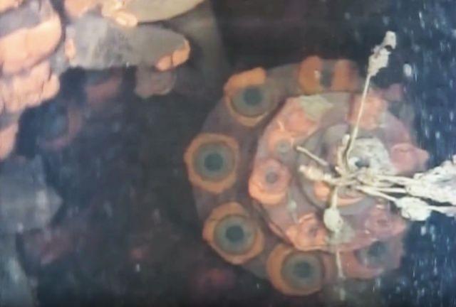 Podvodni robot u Fukušimi došao do velikog otkriæa (VIDEO)
