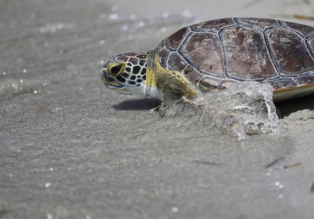 U more pušteno 1.066 kornjaèa, da kralj živi duže
