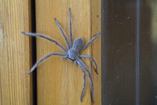 Kao iz Hièkokove mašte: Gigantski pauk uplašio ljude (FOTO)