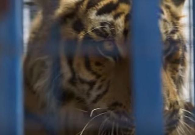 Evakuisane životinje iz zanemarenog Zoološkog vrta u Siriji
