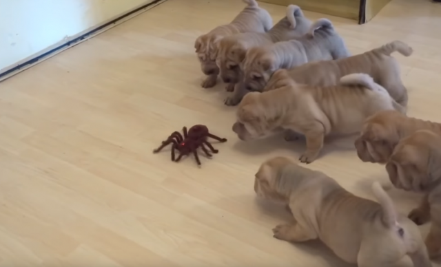 Kad štenci šar peja prvi put vide "tarantulu" (VIDEO)