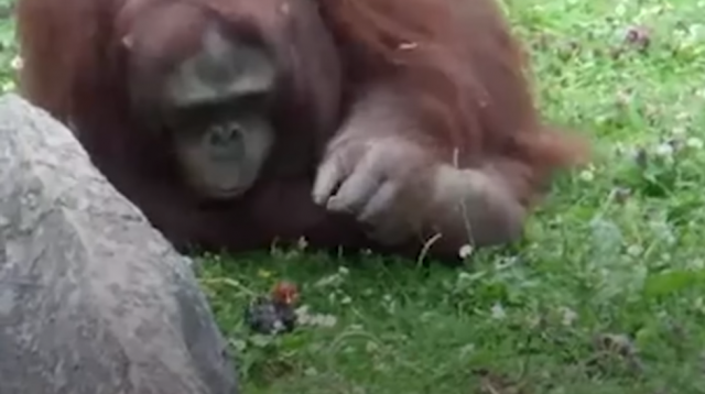 Kako je pažljivi orangutan spasao ptièicu sigurne smrti (VIDEO)