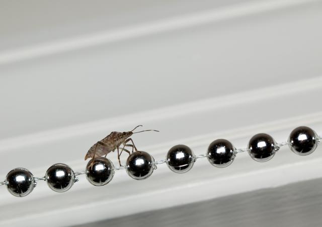 Da li i vas terorišu smrdibube?