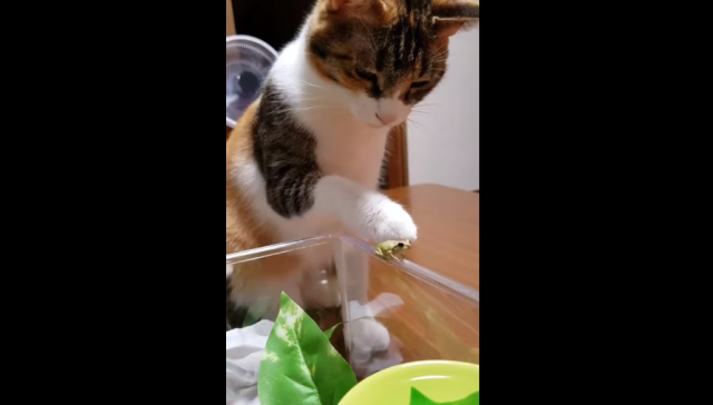 Kad mačka upozna sićušnog drugara (FOTO)