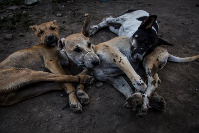 Više od 15 vlasnièkih pasa uginulo, šta se dešava? VIDEO