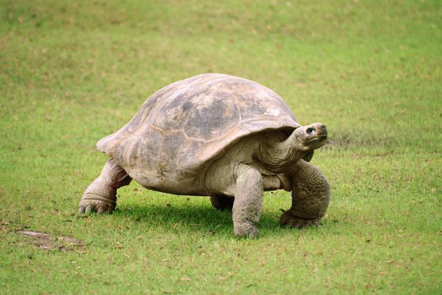 Džinovska kornjača opet pobegla iz zoološkog vrta