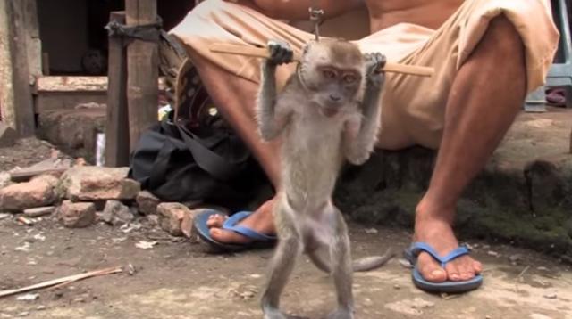 Majmun koji je izvodio ulični performans konačno vraćen u divljinu