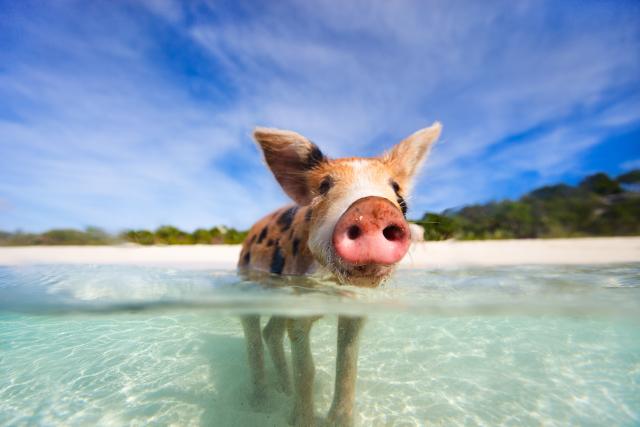 Apel s Bahama: Turisti, prestanite da nam kvarite svinje