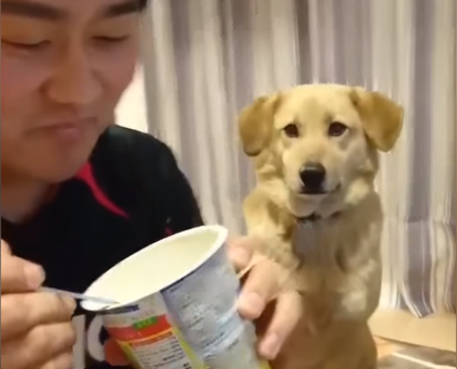 Stidljivi pas svojom reakcijom oduševio svet (VIDEO)