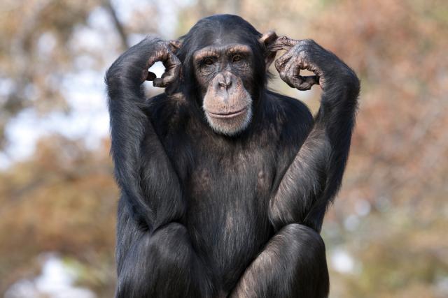 Ključ za razumevanje psihopata se krije kod šimpanzi?