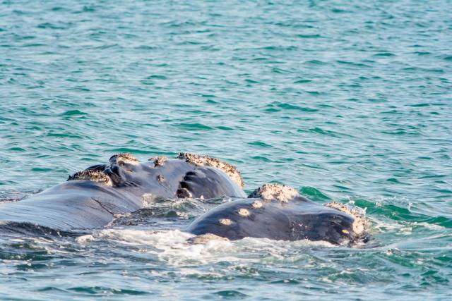 Iznenađujuće otkriće: Naučnici pronašli retku vrstu kita