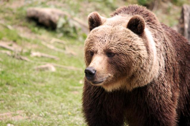 Kraj meèkarenja u Ukrajini: Poslednji medved prvi put osetio ljubav