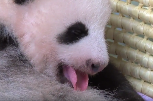 Objavljen novi snimak dvomesečnog mladunčeta džinovske pande