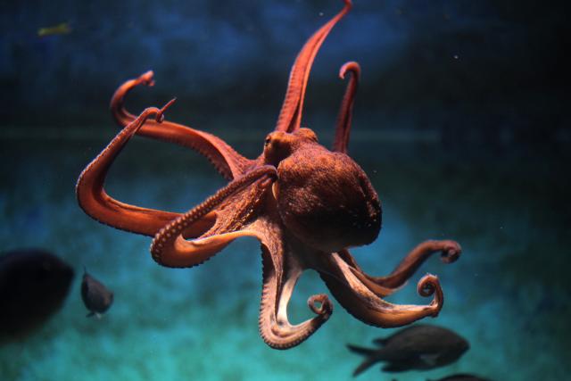 Oktopod, biæe najbliže vanzemaljcima koje živi na Zemlji