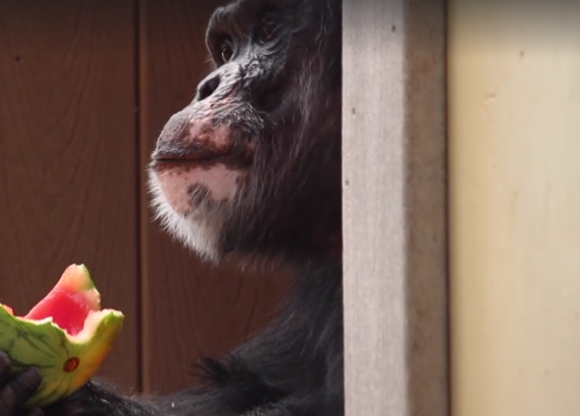Spasenoj šimpanzi priredili nezaboravan 41. rođendan (VIDEO)