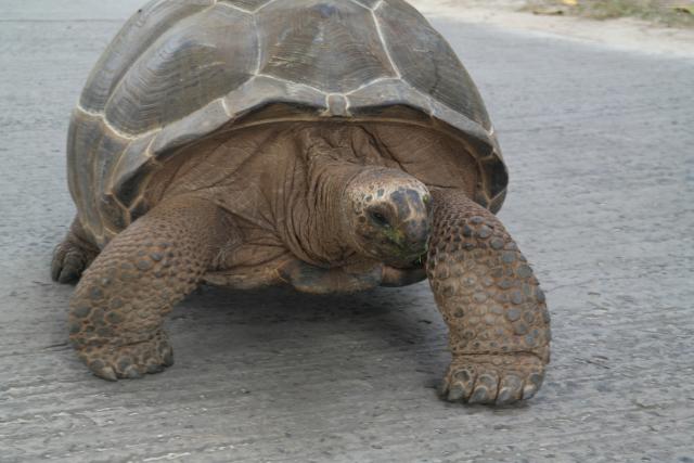 Pronaðena odbegla džinovska kornjaèa u Japanu