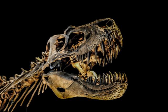 Rendgenski zraci bacili novo svetlo na evoluciju tiranosaurusa