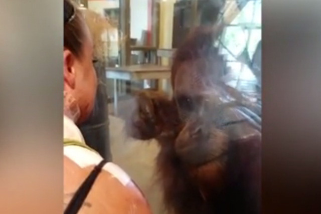 Jeste li nekada videli osećajnijeg orangutana? (VIDEO)
