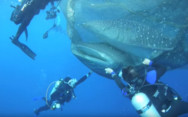 Dramatičan trenutak spasavanja kit ajkula (VIDEO)