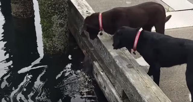 Vidra očajnički želi da se druži sa psima (VIDEO)