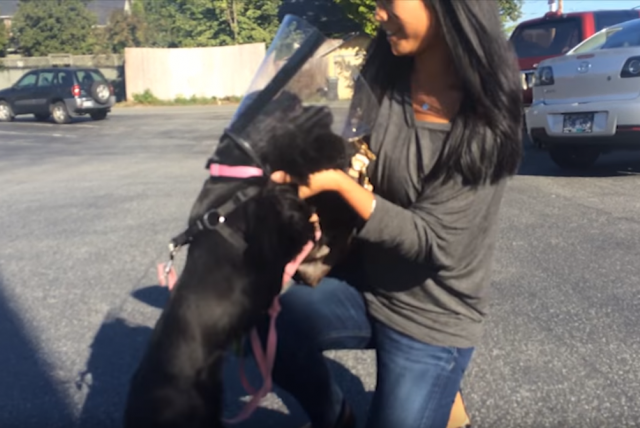 Reakcija slepog psa kada nakon operacije ugleda svoje vlasnike (VIDEO)