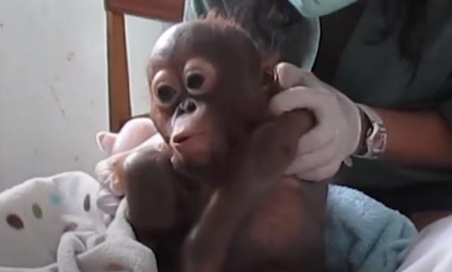 Mali orangutan i trojica njegovih drugara imali su vrlo težak početak