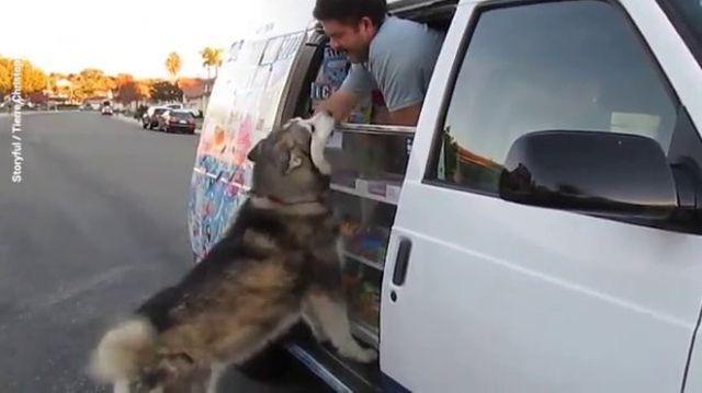 Ovaj pas voli sladoled više od bilo kog deteta /VIDEO
