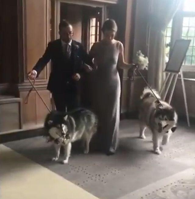 Aljaski malamuti kumovali na venèanju /VIDEO