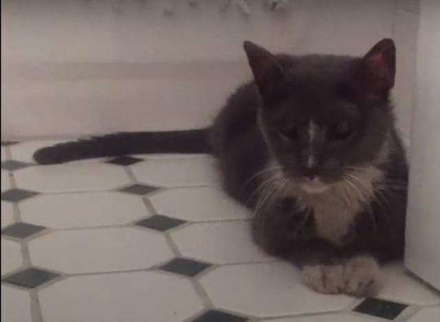 Ova maca je 20 godina provela u podrumu