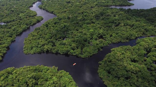 U Amazoniji otkrivena 381 nova životinjska vrsta
