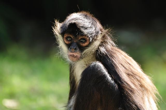 Majmun Spajdermen uginuo u Njujorku u 43. godini