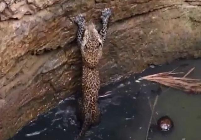 Muškarci spasli leoparda sigurne smrti (VIDEO)