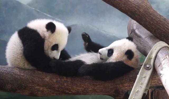 Zoo vrt u Atlanti slavi prvi roðendan jedine dve džinovske pande