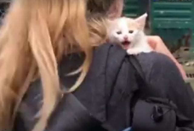 Propustili let kako bi se pobrinuli za maèku na ulici (VIDEO)