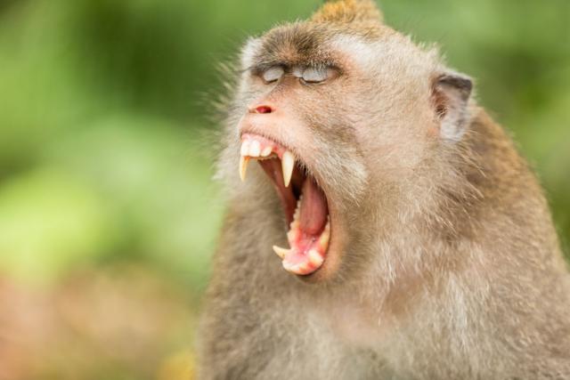 Nauènici otkrili još jednu veliku sliènost izmeðu majmuna i ljudi