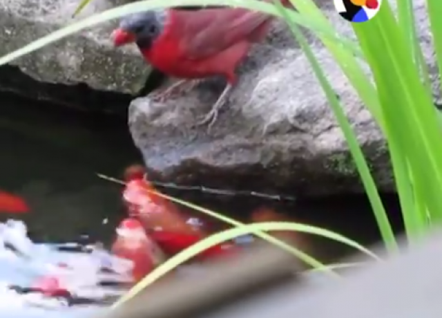 Èudesna priroda: Ptica redovno poseæuje ovo dvorište da nahrani ribice