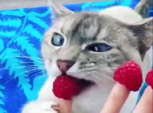 Od brokolija do lubenice: Maèka koja jede skoro sve /VIDEO