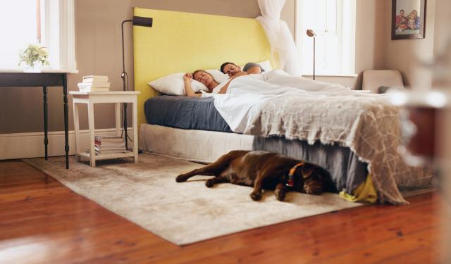 Delite sobu sa psom na spavanju? Naučnici imaju nešto da vam poruče