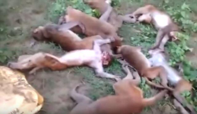 Pronašli 12 mrtvih majmuna, a uzrok smrti je potpuno neoèekivan