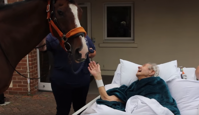 Èoveku na samrti ispunili poslednju želju - doveli mu konja (VIDEO)