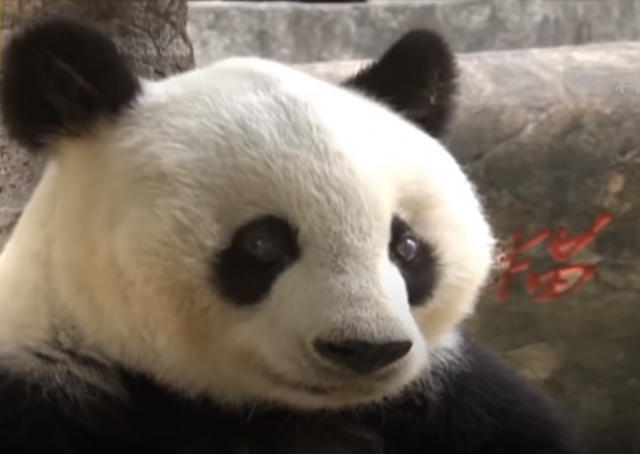 Umrla najstarija panda na svetu: 