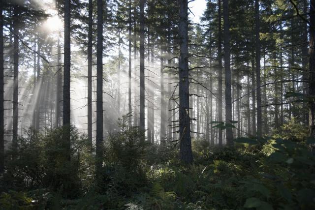 U opasnosti budućnost najdugovečnije vrste drveta u SAD