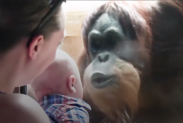 Preslatko: Orangutan pokušava da poljubi bebu /VIDEO