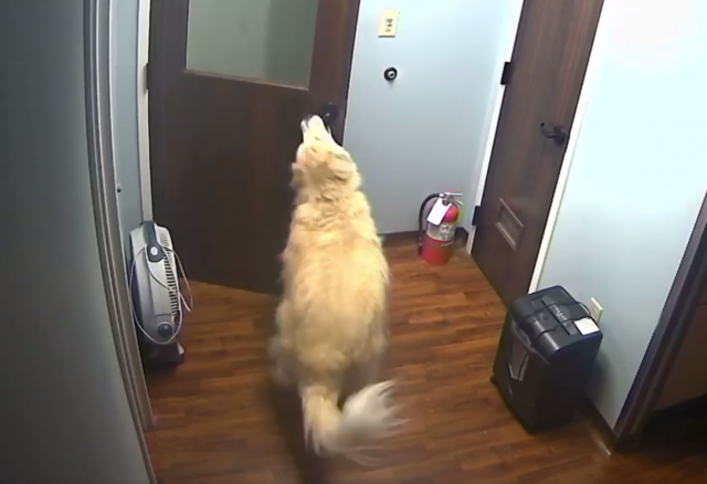 Ostavili psa na èuvanje, on nonšalantno išetao iz ustanove /VIDEO