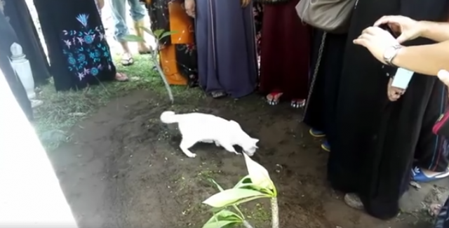 Mačka se pojavila usred sahrane i odbila da napusti grob